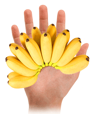Wholesale Lady Finger Bananas Sydney NSW Wholesale Lady Finger Bananas Sydney NSW