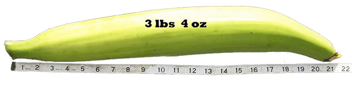 Contact Sydney Banana Lady Today Contact Sydney Banana Lady Today